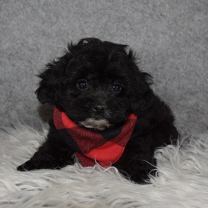 Shihpoo puppies for sale in ME