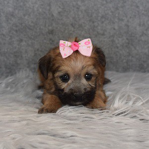 Morkie puppies for sale in NY