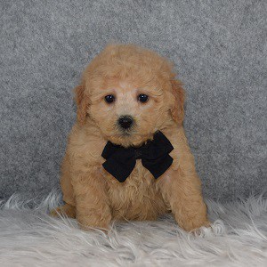 teddypoo puppies for sale in PA