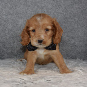 cocker puppies for sale in NY
