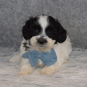 Shichon puppies for sale in PA