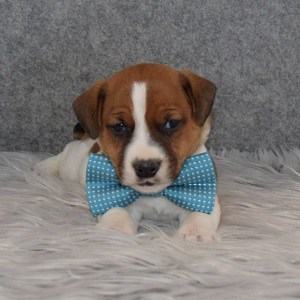 jack russell puppies for sale in PA