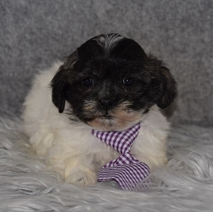 Shichon puppies for sale in NJ