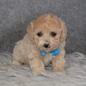Maltipoo puppies for sale in PA