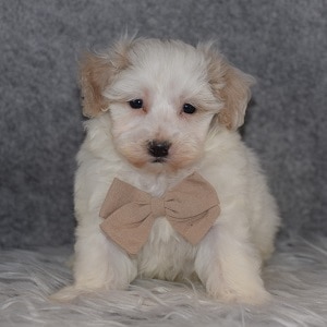 Maltipoo puppies for sale in NJ