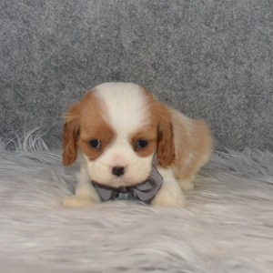Cavalier puppies for Sale in MD
