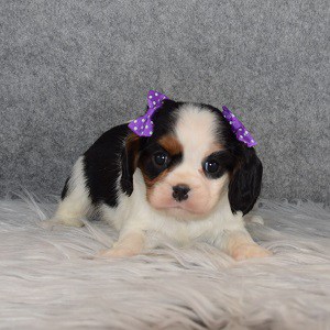 Cavalier puppies for Sale in PA