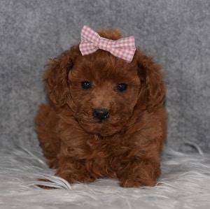 Poodle puppies for sale in NY