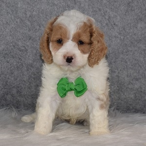 Cockapoo puppies for sale in MA