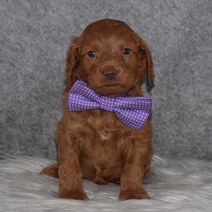 Cockapoo puppies for sale in ME