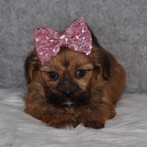 Shorkie puppies for sale in NY