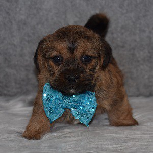 Shorkie puppies for sale in NJ