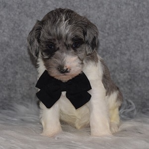 Schnoodle puppies for sale in MD