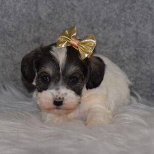 Schnoodle puppies for sale in CT
