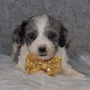 schnoodle adoptions in CT