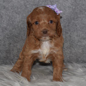 Cockapoo puppies for Sale in CT