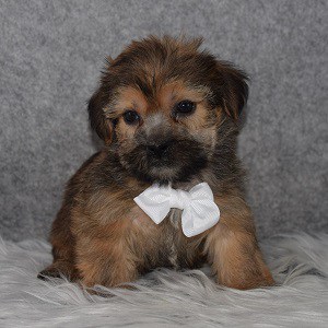 Shorkie puppies for sale in PA