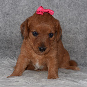 dachshund mixed puppies for sale in VA