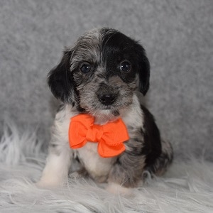 Maltese mix puppies for sale in NJ