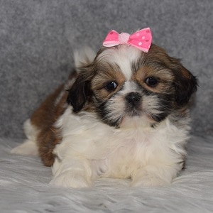 Shih Tzu puppies for sale in NY