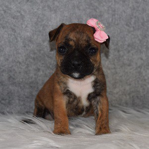 boston mixed puppies for sale in NJ