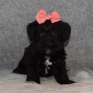 Schnoodle puppies for sale in MA