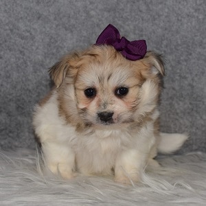 Pomeranian Mix Puppies for sale in PA