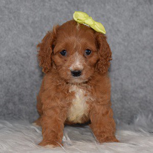 Cockapoo puppies for sale in WV
