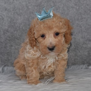 Poodle puppies for sale in RI