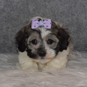 Havachon puppies for sale in MD