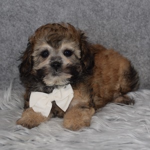 teddypoo puppies for sale in PA