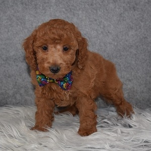Poodle puppies for sale in MD