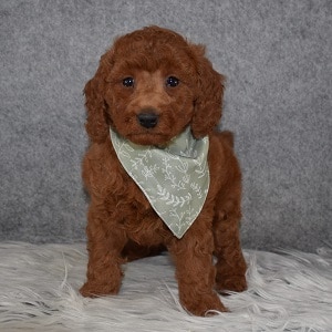 Poodle puppies for sale in NJ