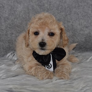 bichonpoo puppies for sale in NY