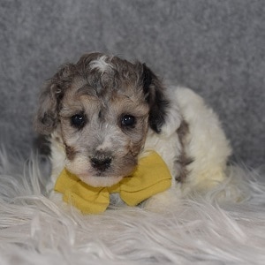 Bichonpoo puppies for sale in PA