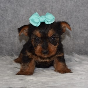 Yorkie puppies for sale in MD