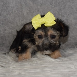 yorkie mixed puppies for sale in VA