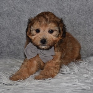 poodle mixed puppies for sale