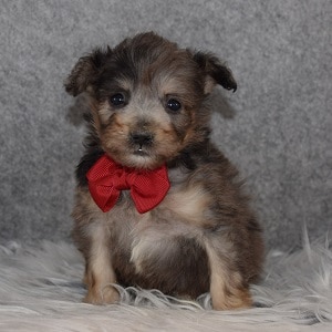 pomapoo puppies for sale in NJ