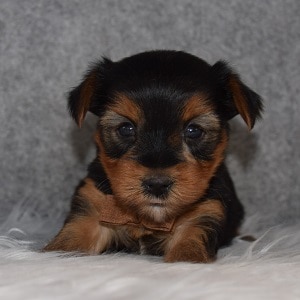 Yorkie puppy adoptions in VA