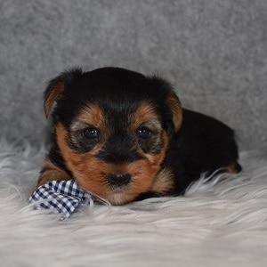 Yorkie puppy adoptions in MD