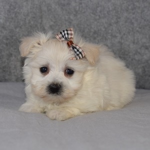 Maltese mix puppies for sale in RI