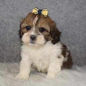 Shihpoo puppies for sale in DC