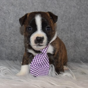 bojack puppies for sale in NY