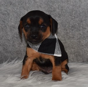 yorkie mixed puppies for sale in NJ