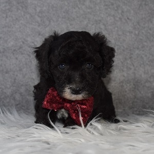 Bichonpoo puppies for sale in CT