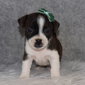 Bojack puppies for sale in NY