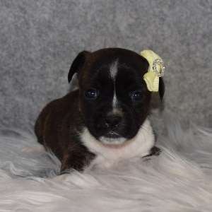 bojack puppies for sale in CT