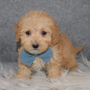 Maltipoo puppies for sale in NY