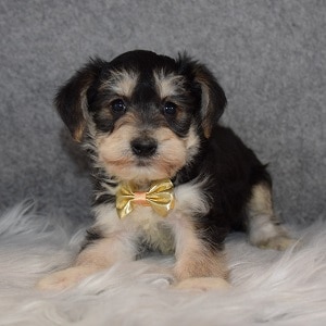 Yorkichon puppy adoptions in DE